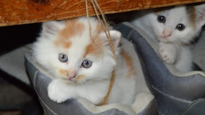 cat-451377_960_720