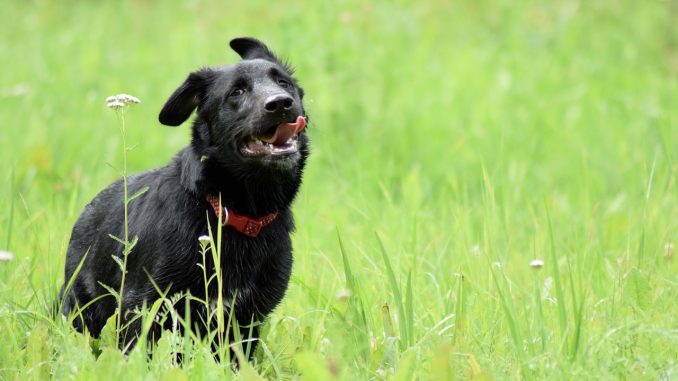 dog playing free